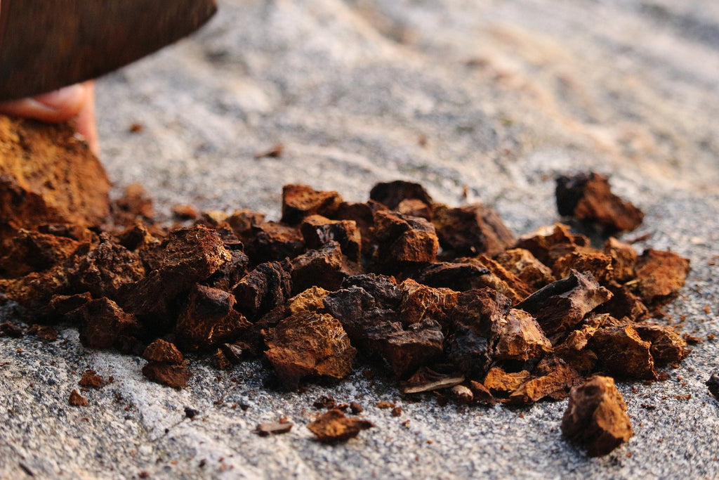 Medicinal Mushroom Tincture image 1